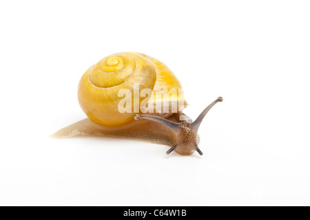 Weißlippen-Schnecke, Bänderschnecken Hortensis, gelbe Form, Derbyshire Stockfoto