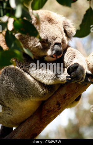Ein Koalabär Sitzen und Schlafen in einem Eukalyptusbaum in Melbourne, Victoria, Australien Stockfoto