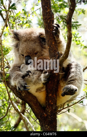 Ein Koalabär Sitzen und Schlafen in einem Eukalyptusbaum in Melbourne, Victoria, Australien Stockfoto