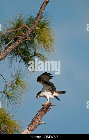 Fischadler: Pandion Haliaetus. Mit Fisch.  Honeymoon Island, Florida, USA Stockfoto