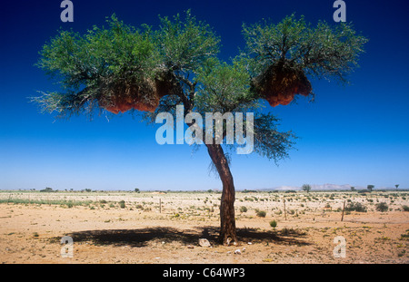 Gesellig Webervogel nisten in Camel Thorn Tree, Acacia Erioloba, Süd-Namibia Stockfoto
