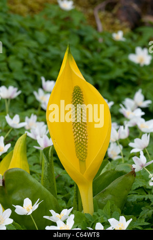 Gelbe Skunk Kohl: Lysichitum Americanum. Mit Holz-Anemonen (Anemone Nemorosa) Stockfoto