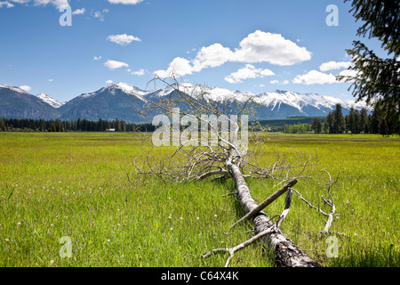 Swan Valley, Schwan-Gebirge, Rocky Mountains, MT Stockfoto