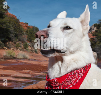 Weiße Schäferhund Wanderung in Sedona Gegend Stockfoto