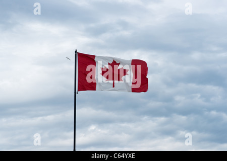 Wolkengebilde Blick auf Vogel fliegt über kanadische Flagge Stockfoto