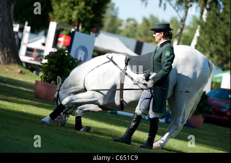 Demonstration der klassischen Dressur der Lipizzaner Hengst während Grand Prix Bratislava am 13. August 2011 in Bratislava, Slowakei Stockfoto