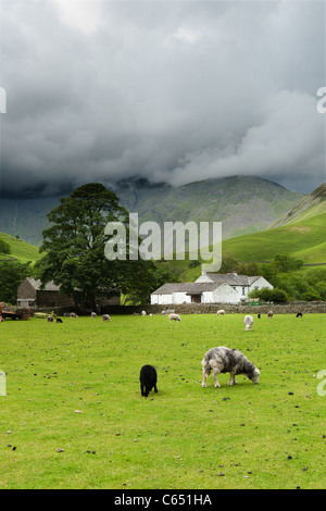 Schafe auf Zeile Kopf, Bauernhof, Wasdale Head, Cumbria Stockfoto