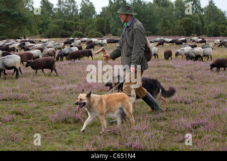 Hirt mit seinen Hunden und seine Herde von deutschen Heide, Lüneburg Heide, Niedersachsen, Deutschland Stockfoto