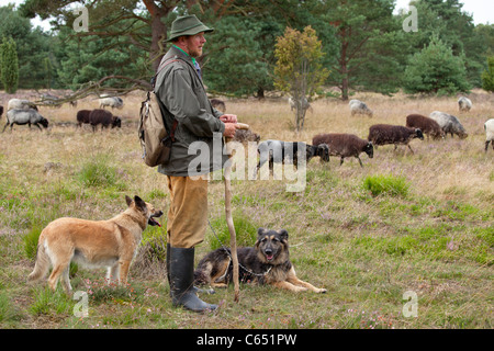 Hirt mit seinen Hunden und seine Herde von deutschen Heide, Lüneburg Heide, Niedersachsen, Deutschland Stockfoto