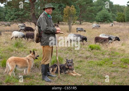 Hirt mit seinen Hunden und seine Herde von deutschen Heide, Lüneburg Heide, Niedersachsen, Deutschland Stockfoto