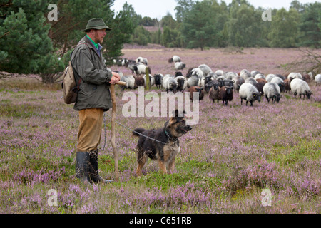 Hirt mit seinem Hund und seiner Herde Deutsch Heide, Lüneburg Heide, Niedersachsen, Deutschland Stockfoto