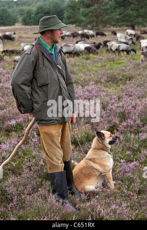 Hirt mit seinem Hund und seiner Herde Deutsch Heide, Lüneburg Heide, Niedersachsen, Deutschland Stockfoto