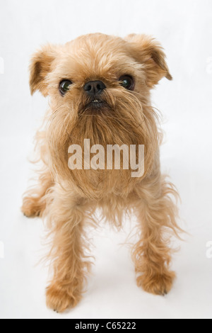 Kleiner Hund der Rasse der Griffon Bruxellois Stockfoto