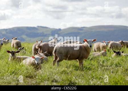 Ein Traktor Spritzen Getreide in einem Feld in Perthshire, Schottland Stockfoto