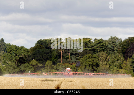 Ein Traktor Spritzen Getreide in einem Feld in Perthshire, Schottland Stockfoto