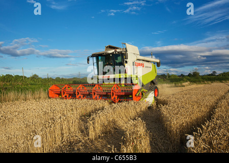 CLAAS Lexion 540 Mähdrescher UK Stockfoto