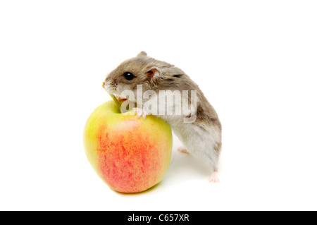 Hamster Essen Apfel auf dem weißen Hintergrund. Stockfoto