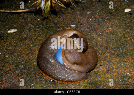 Gastropode Weichtier, Schnecken, die Paarung. Stockfoto