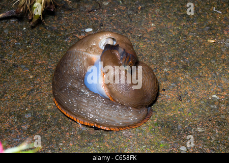 Gastropode Weichtier, Schnecken, die Paarung. Stockfoto