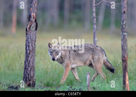 Wilden grauen Wolf in Finnland Stockfoto