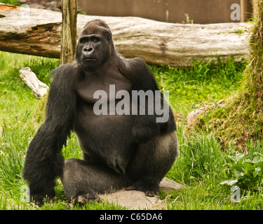 Westlicher Flachlandgorilla Stockfoto