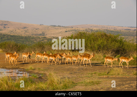 Impala (Aepyceros Melampus), Hluhluwe-Imfolozi Game Reserve, Südafrika Stockfoto