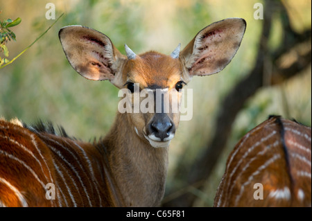 Junge männliche Nyala (Tragelaphus Angasi), Hluhluwe-Imfolozi Game Reserve, Südafrika Stockfoto