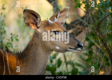 Junge männliche Nyala (Tragelaphus Angasi), Hluhluwe-Imfolozi Game Reserve, Südafrika Stockfoto