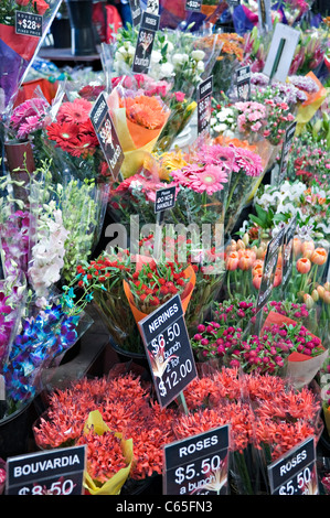 Helle Trauben von Blumen für den Verkauf auf einen Stall in Queen Victoria Market Melbourne Victoria Australien Stockfoto