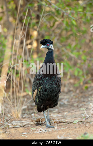 Crested Perlhühner (Guttera Pucherani), Hluhluwe-Imfolozi Game Reserve, Südafrika Stockfoto