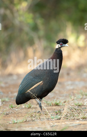 Crested Perlhühner (Guttera Pucherani), Hluhluwe-Imfolozi Game Reserve, Südafrika Stockfoto
