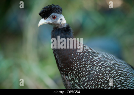 Crested Perlhühner (Guttera Pucherani), Hluhluwe-Imfolozi Game Reserve, Südafrika Stockfoto