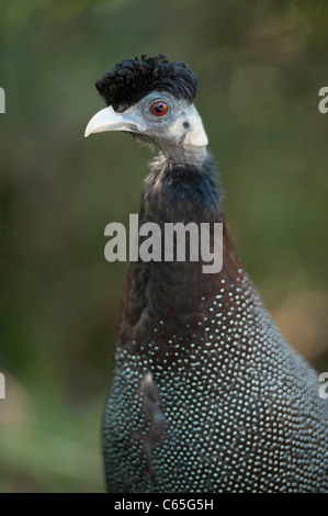 Crested Perlhühner (Guttera Pucherani), Hluhluwe-Imfolozi Game Reserve, Südafrika Stockfoto