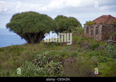 Drachenbäume (Dracaena Draco) an einem alten farmerhouse, Santo Domingo de Garafia, La Palma, Spanien, Kanarische Inseln, Europa, Atlantik Stockfoto