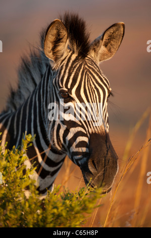 Burchell Zebra (Equus Burchellii), Ithala Game Reserve, Südafrika Stockfoto