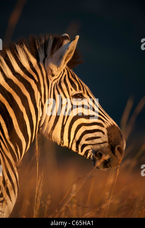 Burchell Zebra (Equus Burchellii), Ithala Game Reserve, Südafrika Stockfoto