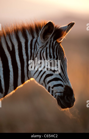Burchell Zebra (Equus Burchellii), Ithala Game Reserve, Südafrika Stockfoto