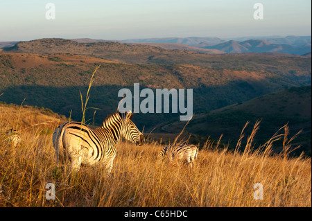 Burchell Zebra (Equus Burchellii) in Grünland Landschaft, Ithala Game Reserve, Südafrika Stockfoto