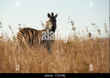 Burchell Zebra (Equus Burchellii), Ithala Game Reserve, Südafrika Stockfoto