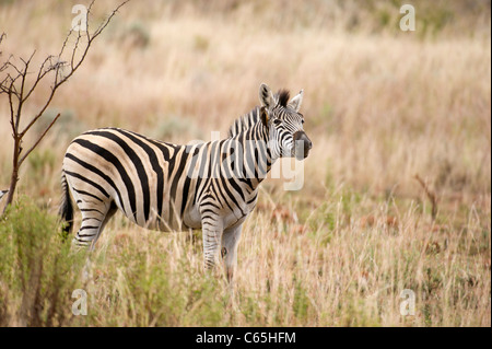 Burchell Zebra (Equus Burchellii), Ithala Game Reserve, Südafrika Stockfoto