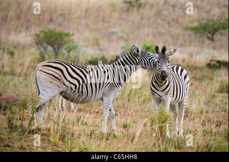 Burchell Zebra Interaktion (Equus Burchellii), Ithala Game Reserve, Südafrika Stockfoto