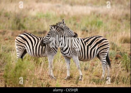 Burchell Zebra Interaktion (Equus Burchellii), Ithala Game Reserve, Südafrika Stockfoto