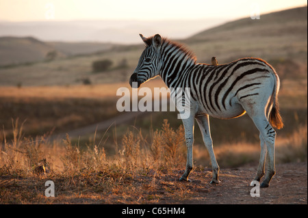 Young Burchell-Zebra (Equus Burchellii), Ithala Game Reserve, Südafrika Stockfoto