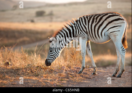 Young Burchell-Zebra (Equus Burchellii), Ithala Game Reserve, Südafrika Stockfoto