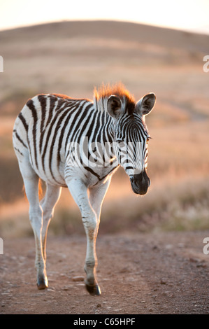 Young Burchell-Zebra (Equus Burchellii), Ithala Game Reserve, Südafrika Stockfoto