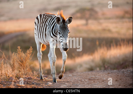 Young Burchell-Zebra (Equus Burchellii), Ithala Game Reserve, Südafrika Stockfoto