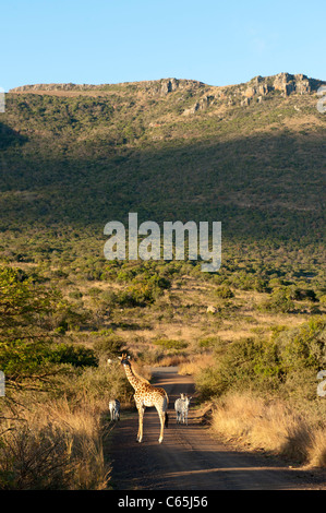 Südlichen Giraffe (Giraffa Giraffe Giraffa) und Burchell Zebra (Equus Burchellii), Ithala Game Reserve, Südafrika Stockfoto