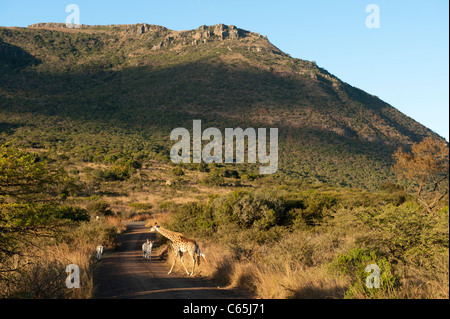 Südlichen Giraffe (Giraffa Giraffe Giraffa) und Burchell Zebra (Equus Burchellii), Ithala Game Reserve, Südafrika Stockfoto