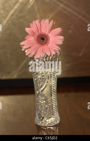 Rosa Gerbera Blume Stockfoto