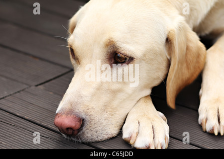 Eine müde Labrador Retriever liegen auf einem Holzboden-Terrasse Stockfoto